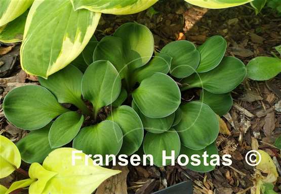 Hosta Green Thumb